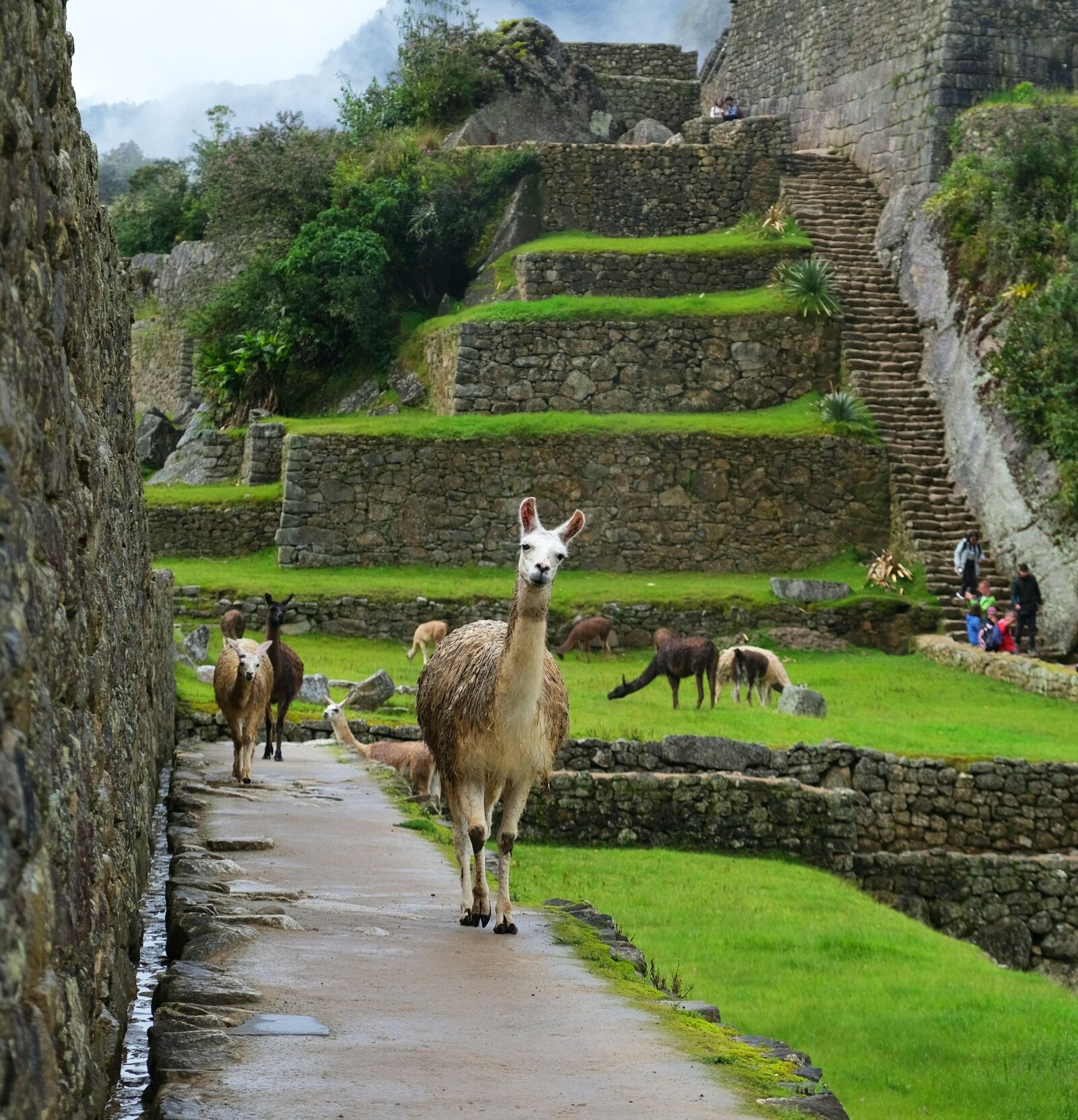 Llamas walking among the terraces of Machu Picchu